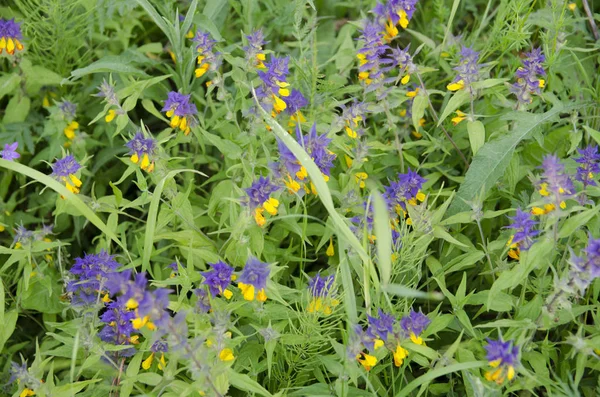 Blume Natur Blumen Sommer Lila Garten Frühling Feld Grün Blüte — Stockfoto