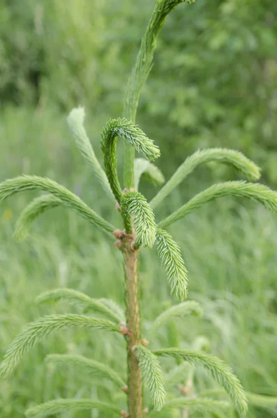 Groen Natuur Gras Lente Bloem Boom Zomer Macro Weide Tuin — Stockfoto