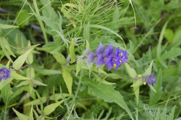 Blume Natur Lila Blumen Grün Garten Frühling Blüte Sommer Makro — Stockfoto