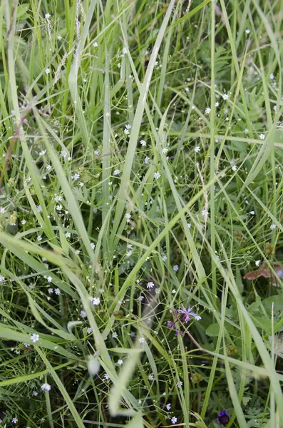 Tráva Jaro Zahrada Pole Ráno Léto Louka Makro Čerstvé Flora — Stock fotografie