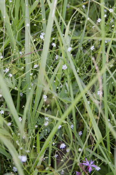 Hierba Verde Naturaleza Primavera Jardín Campo Mañana Verano Prado Macro — Foto de Stock