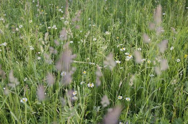 Gras Natur Blume Grün Frühling Sommer Wiese Feld Garten Flora — Stockfoto