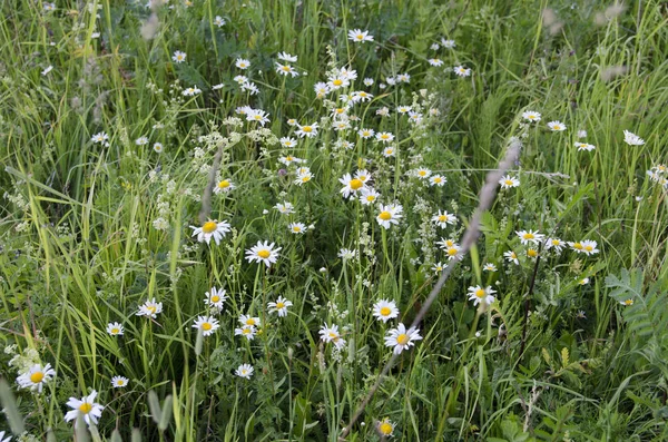 Blume Gänseblümchen Feld Natur Wiese Sommer Gras Blumen Weiß Grün — Stockfoto