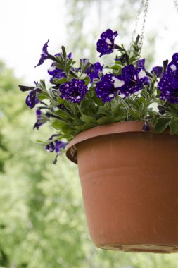 Bahçedeki çiçekler