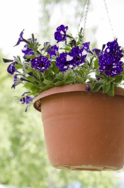 Bahçedeki çiçekler