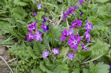 Bahçedeki çiçekler