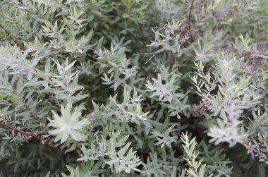 Bahçedeki çiçekler