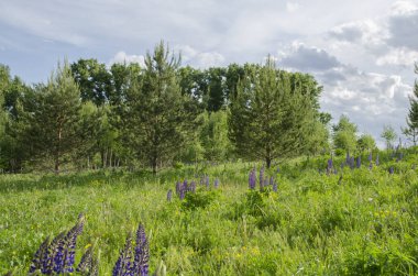 Ağaçlarla ve mavi gökyüzüyle manzara