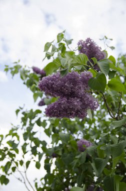 gökyüzü leylak dalı