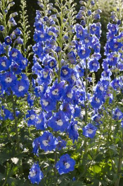 Arka planda mavi çiçekler