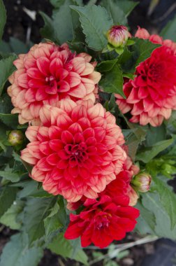 Bahçedeki kırmızı çiçekler