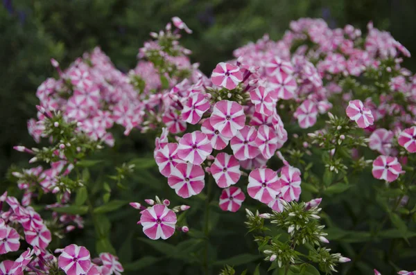 Roze Bloemen Tuin — Stockfoto