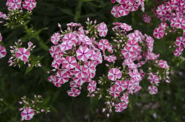 Roze Bloemen Tuin — Stockfoto