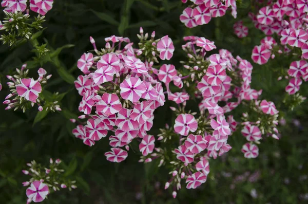 Roze Bloemen Tuin — Stockfoto