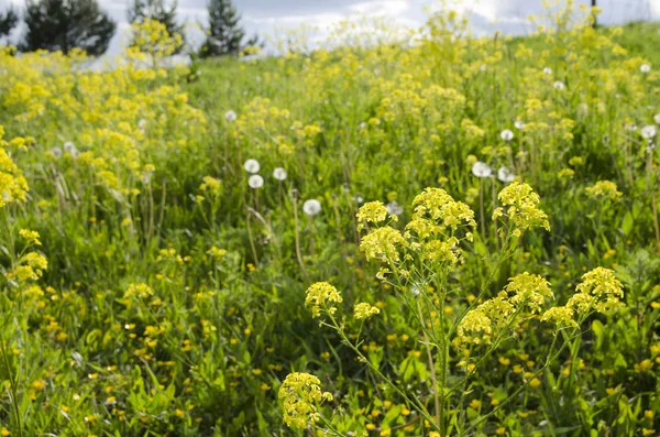 Blick Auf Das Feld — Stockfoto