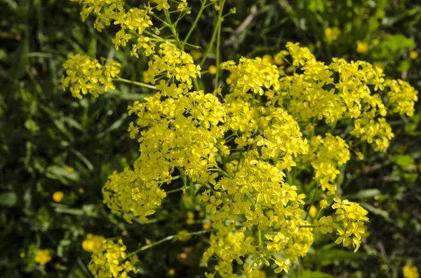 Feld Der Gelben Blumen — Stockfoto