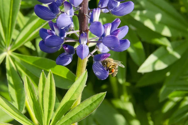 Bij Een Bloem — Stockfoto