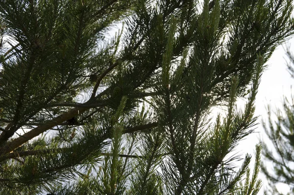 Árbol Cielo Azul —  Fotos de Stock