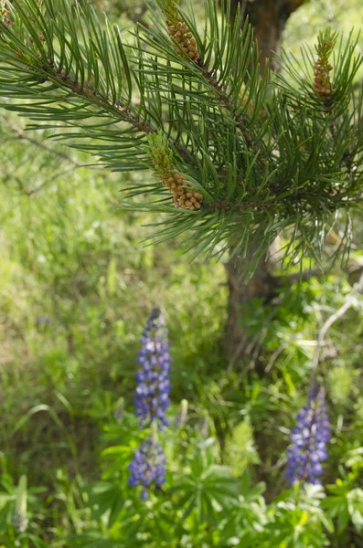 Groene Tak Van Een Boom — Stockfoto