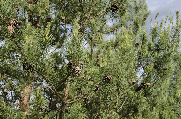 Dennenboom Het Bos — Stockfoto