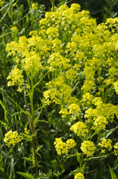 Feld Der Gelben Blumen — Stockfoto