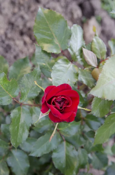 花园里的红玫瑰 — 图库照片
