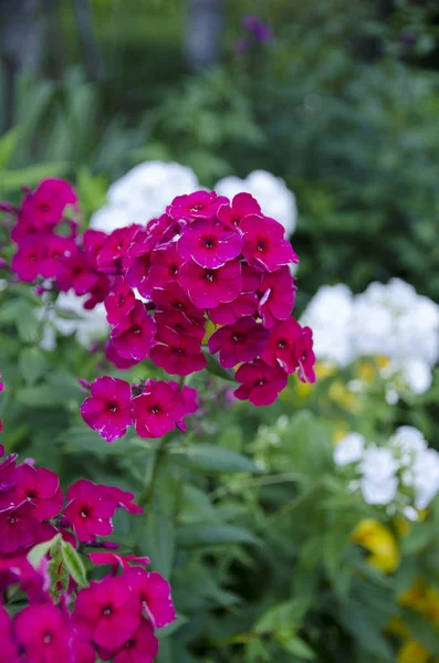 Roze Bloem Tuin — Stockfoto