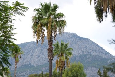 Türkiye 'de sonbaharın başlarında doğa