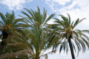 Türkiye 'de sonbaharın başlarında doğa