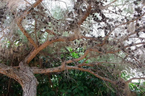 Natuur Turkije Het Vroege Najaar — Stockfoto