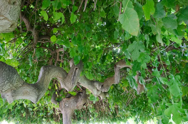 Natuur Turkije Het Vroege Najaar — Stockfoto