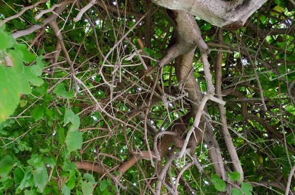 Natur Der Türkei Frühherbst — Stockfoto