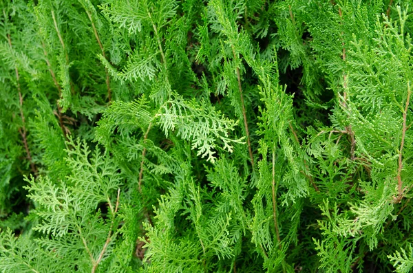 Natur Turkiet Tidigt Hösten — Stockfoto