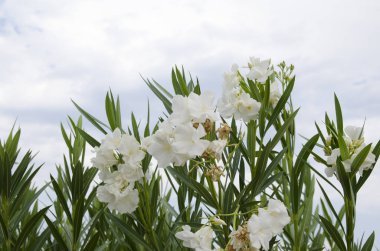 Türkiye 'de sonbaharın başlarında doğa
