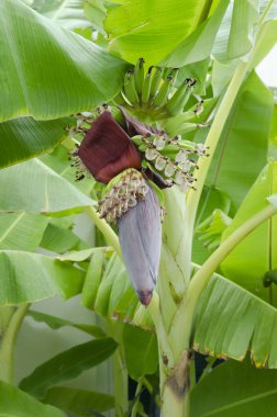 Türkiye 'de sonbaharın başlarında doğa