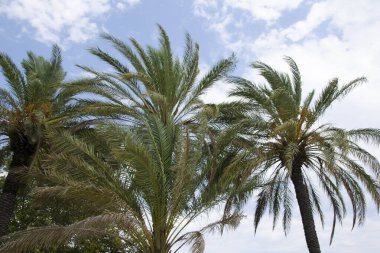 Türkiye 'de sonbaharın başlarında doğa