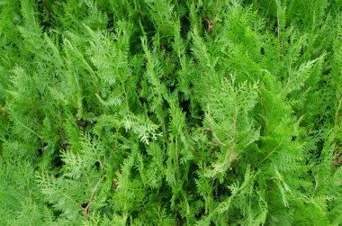 Türkiye 'de sonbaharın başlarında doğa