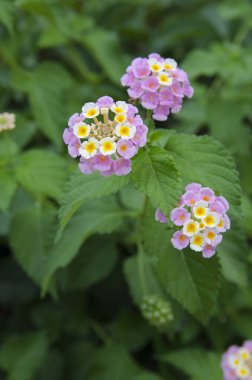 Türkiye 'de sonbaharın başlarında doğa