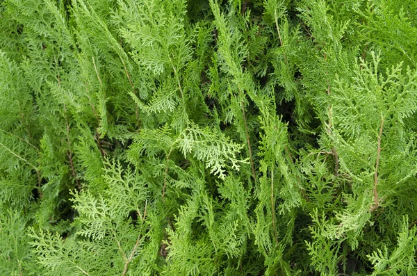 Natuur Turkije Het Vroege Najaar — Stockfoto