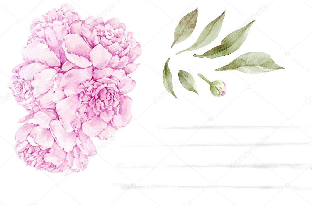 Set of watercolor peony flower isolated on white background. Hand-drawn illustration.