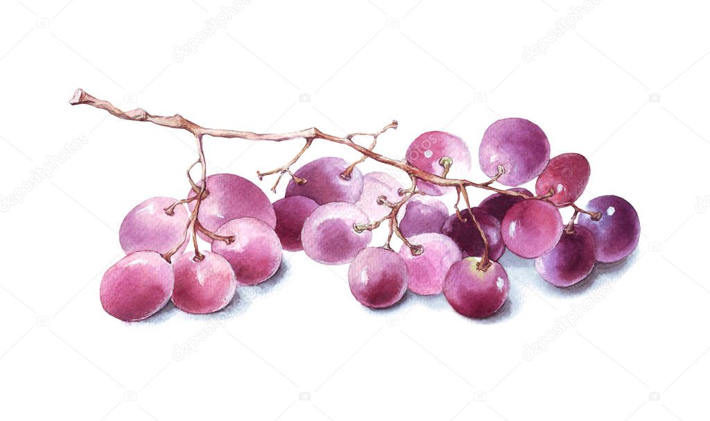 Beautiful watercolor branch red grapes, illustration isolated on white background. Hand-painted Food - Wine Grapes.