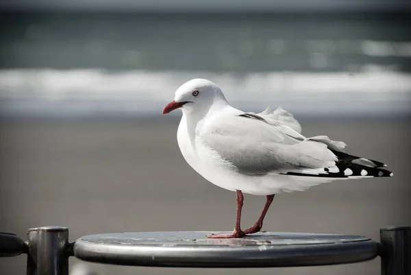 Martı bir sadaka Brighton'da, Christchurch, Yeni Zelanda için bekliyor