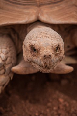 Dünya kaplumbağaların resimleri