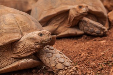 Dünya kaplumbağaların resimleri