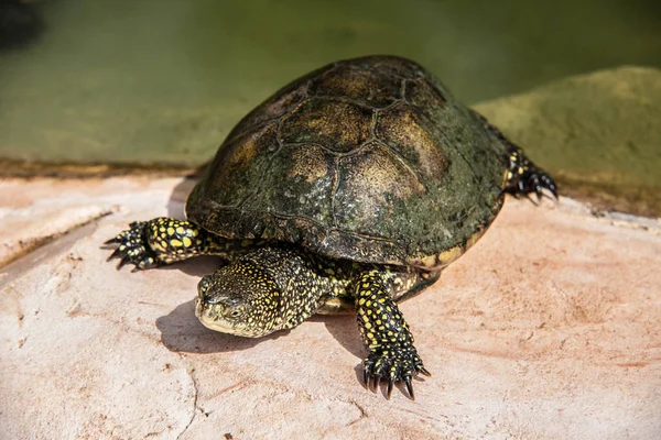 Bilder Havssköldpaddor — Stockfoto