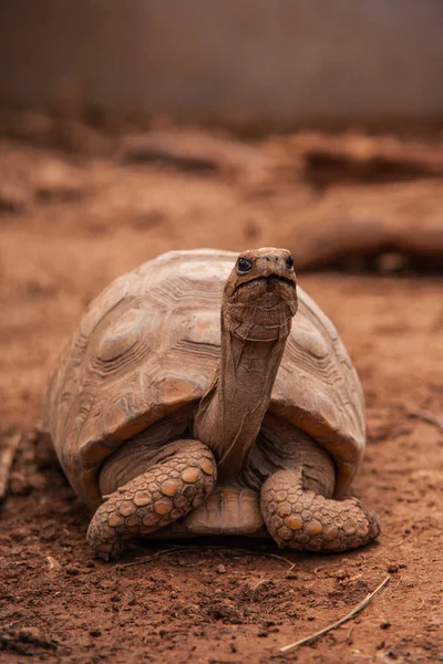 Dünya kaplumbağaların resimleri