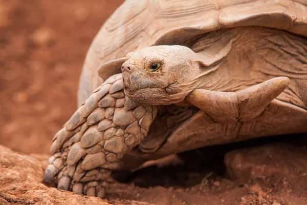 pictures of earth turtles