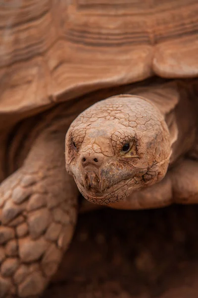 Dünya kaplumbağaların resimleri