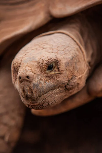 Bilder Von Erdschildkröten — Stockfoto