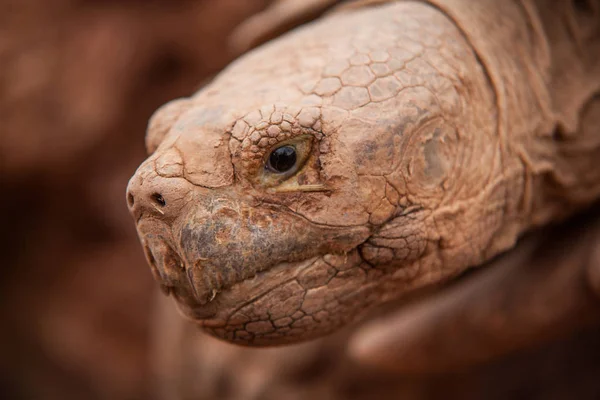 Dünya kaplumbağaların resimleri